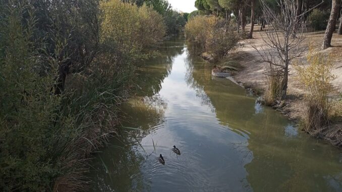 Canal_del_Guadarrama_en_Navalcarbon_1