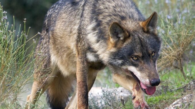 Lobo ibérico