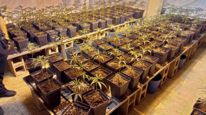 plantación marihuana